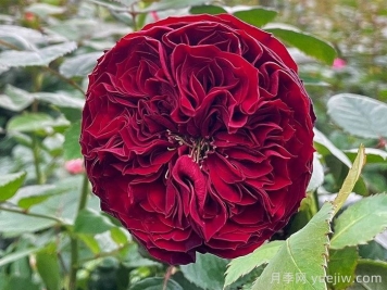 月季推荐，盛大庆典月季