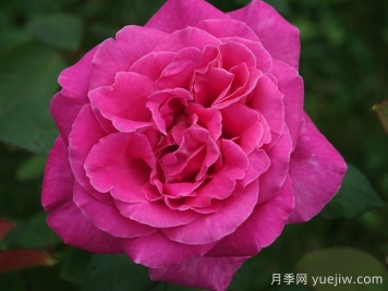 月季推荐，淑女月季