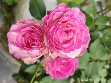 送花的礼仪和禁忌