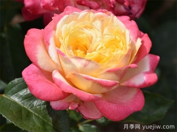 月季百科：科德斯庆典月季