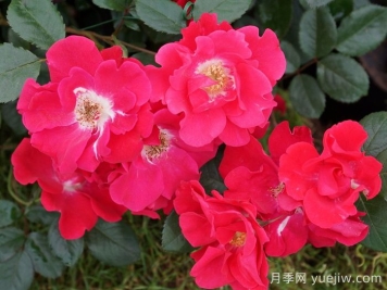 丘顿月季