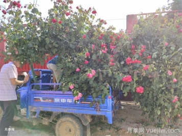 如何做一个优秀的苗木经纪人？