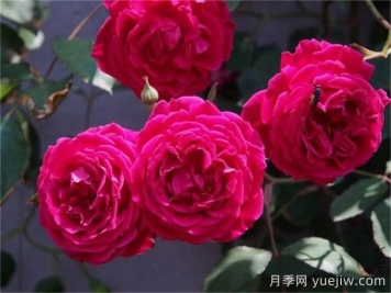古老月季推荐，软香红月季