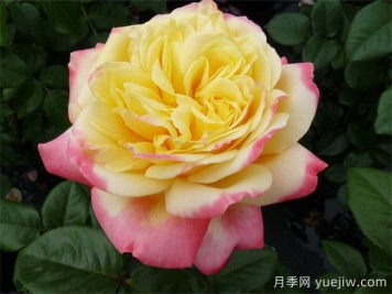 庆典月季推荐，科德斯庆典月季