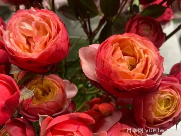 微型月季推荐，浪漫比克月季