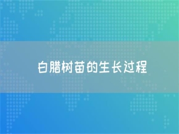 白腊树苗的生长过程