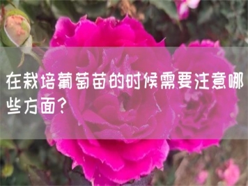 在栽培葡萄苗的时候需要注意哪些方面？
