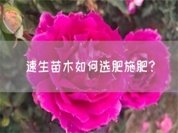 速生苗木如何选肥施肥？