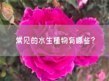 常见的水生植物有哪些？