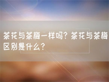 茶花与茶梅一样吗？茶花与茶梅区别是什么？