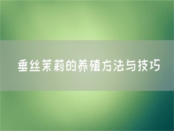 垂丝茉莉的养殖方法与技巧