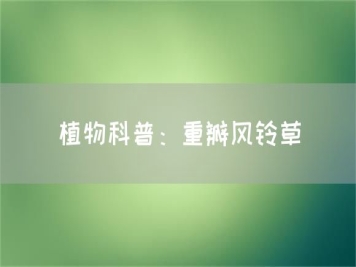 植物科普：重瓣风铃草