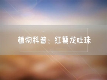 植物科普：红萼龙吐珠