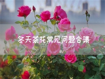 冬天茶花常见问题合集