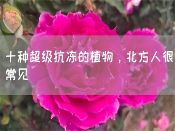 十种超级抗冻的植物，北方人很常见