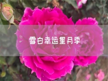 雪白幸运星月季