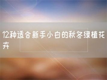 12种适合新手小白的秋冬绿植花卉