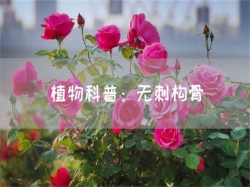 植物科普：无刺构骨