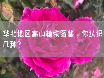 华北地区高山植物图鉴，你认识几种？