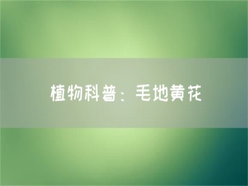 植物科普：毛地黄花