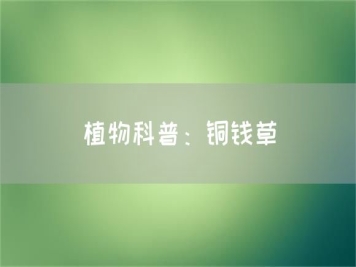 植物科普：铜钱草