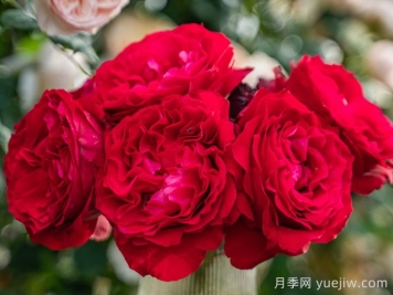 飞火月季