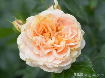 月季推荐，杏子雪崩月季