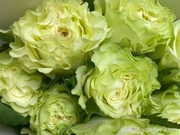 月季推荐，琉璃翠月季