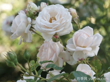 玛婷吉洛月季介绍，适应性强，香味宜人