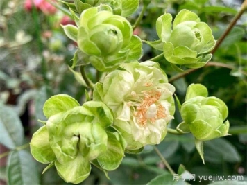 闪电月季，超级勤花的绿花微月