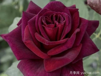 切花暗香月季，浓香版黑巴克