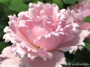 索菲罗莎月季推荐，独特花瓣，美妙浓香