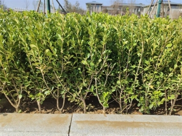 植物科普：小叶黄杨