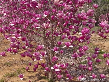 玉兰、木兰、辛夷、望春分别是什么花？
