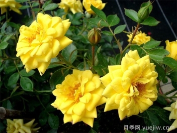 黄金珠宝月季