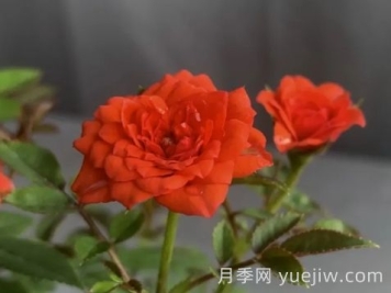 月季推荐，朱红姬月季