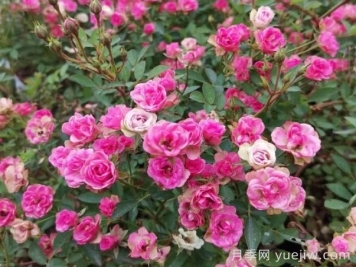 超微月季推荐，金平糖月季