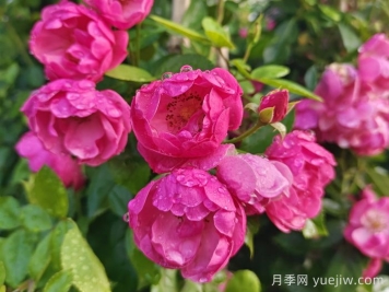 月季文化：花中皇后，爱的使者