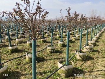 三月份园林植物养护月历