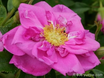 智慧跑者月季/聪明走鹃