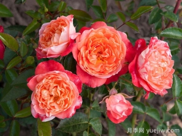 嬉皮士时尚月季
