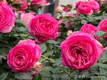 深粉龙沙宝石月季