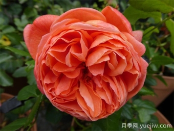 夏日之歌月季推荐，奥斯汀浓香月季