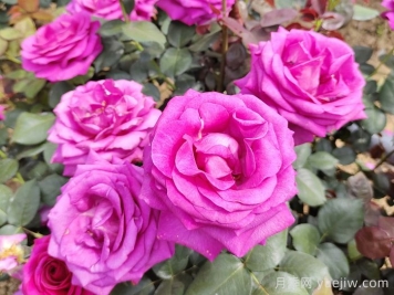 晋城月季：月季花开香满园，芳香四溢正当时