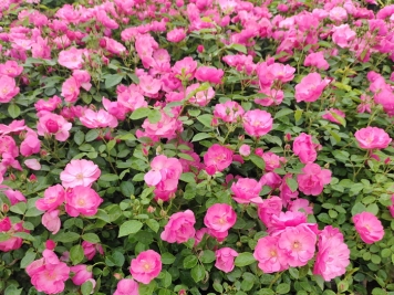 地栽月季的管理方法与注意事项