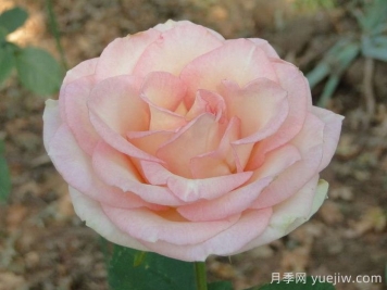 埃斯佩兰斯月季/希望/希冀
