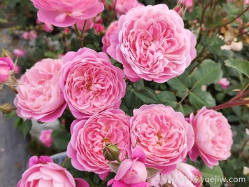 月季推荐，梦光环月季