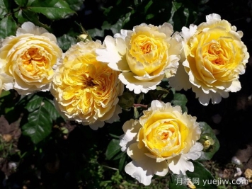 月季推荐，碧翠丝月季