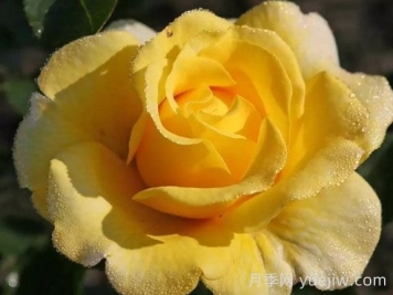 月季推荐，阳光少女月季