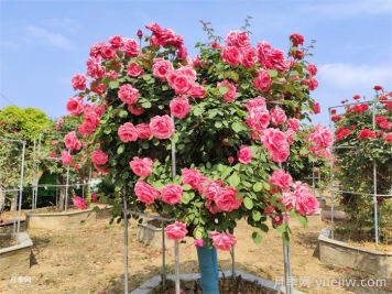 怎样使月季树开花大而艳？